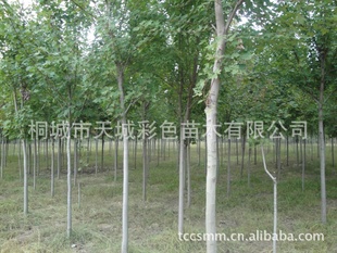 长期售彩色苗木(红枫,彩叶树)大小规格齐全,价格优惠