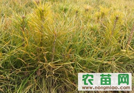 1-2年营养袋小苗