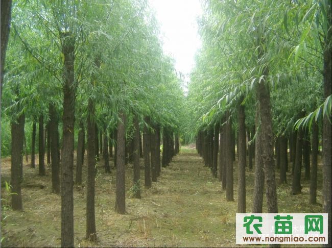 河北保定柳树垂柳直柳馒头柳
