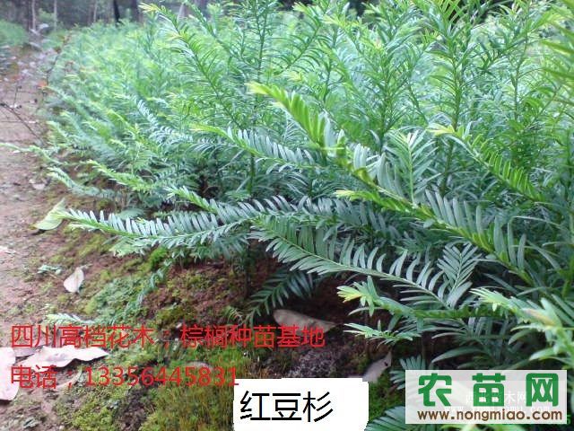 南方红豆杉