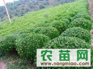 大叶黄杨,江苏大叶黄杨,法国冬青 北海道黄杨