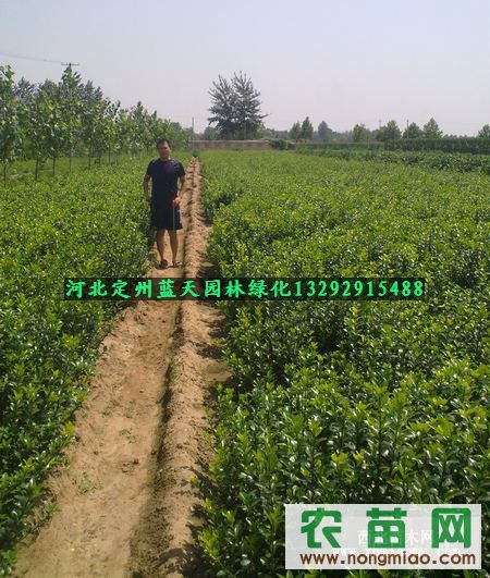 低价经销大叶黄杨冬青大叶黄杨球