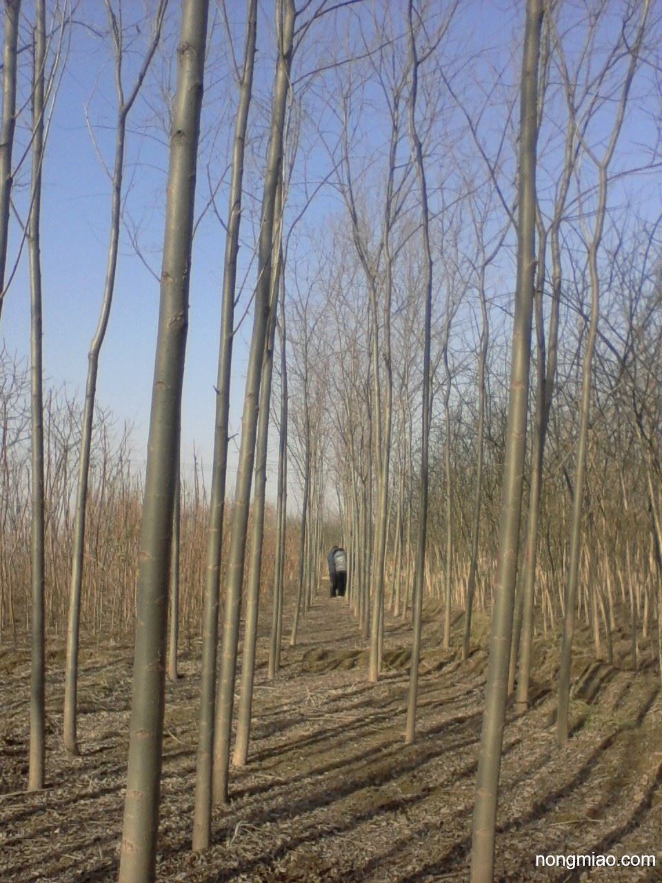 速生柳种植基地供应速生柳速生柳苗圃速生柳市场河北速生柳市场