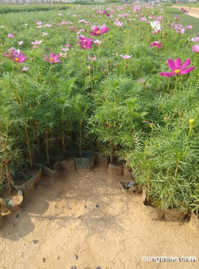 供应波斯菊价格