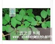 连翘直销 江苏沭阳盛大苗木场供应连翘 货源充足