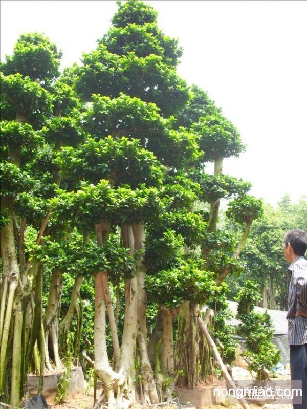 绿化榕树,漳州榕树桩,沙西榕树桩,小叶榕树桩