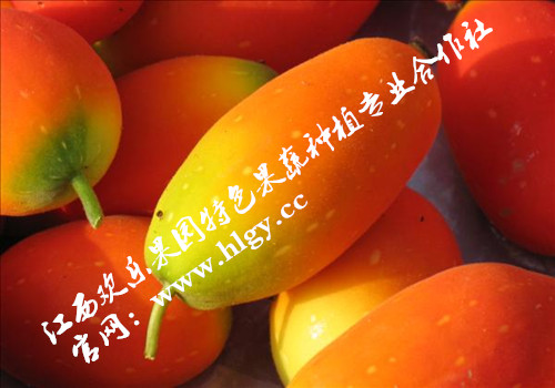 供应(红参果)种子批发,当年种当年结果