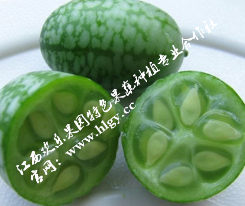迷你小西瓜种子批发,小西瓜种植技术