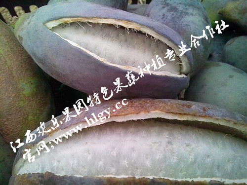 (高端水果八月瓜)种植八月瓜经济效益好