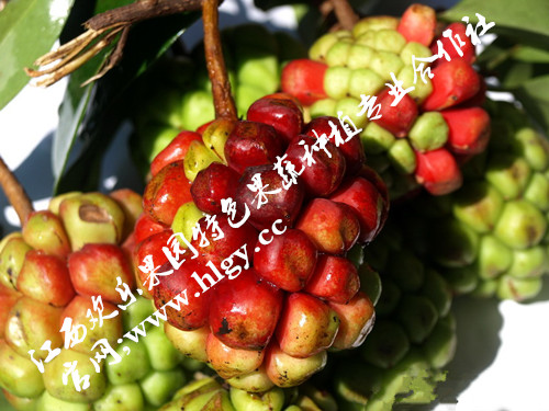 美容长寿果布福娜黑老虎当年较赚钱新型水果