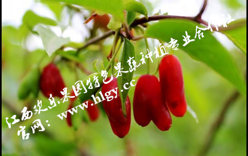 罕见美容益智果(爱情圣果)谁开发谁受益