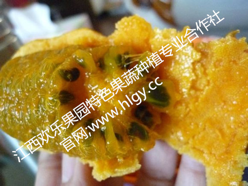 黄金蕉种子种苗现货【供应种山中金果好收益