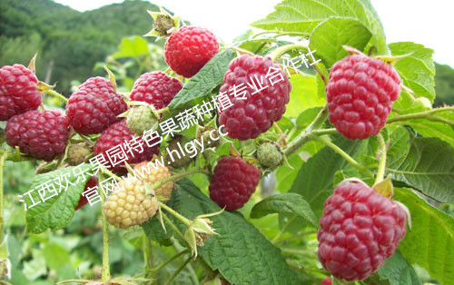 供应江西欢乐果园源生态改良覆盆子种苗