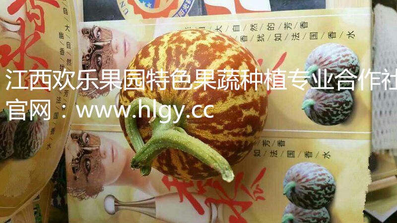 欢乐果园供应大量优质香水瓜种子批发