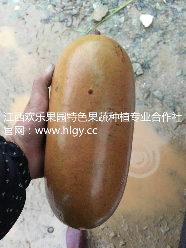 种植红香蜜好项目好收益优质红香蜜种子批发