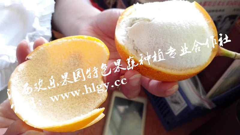 黄金百香果哥伦比亚纯进口种子