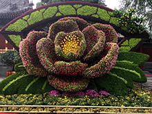 花,五色草造型,花卉造型设计制作