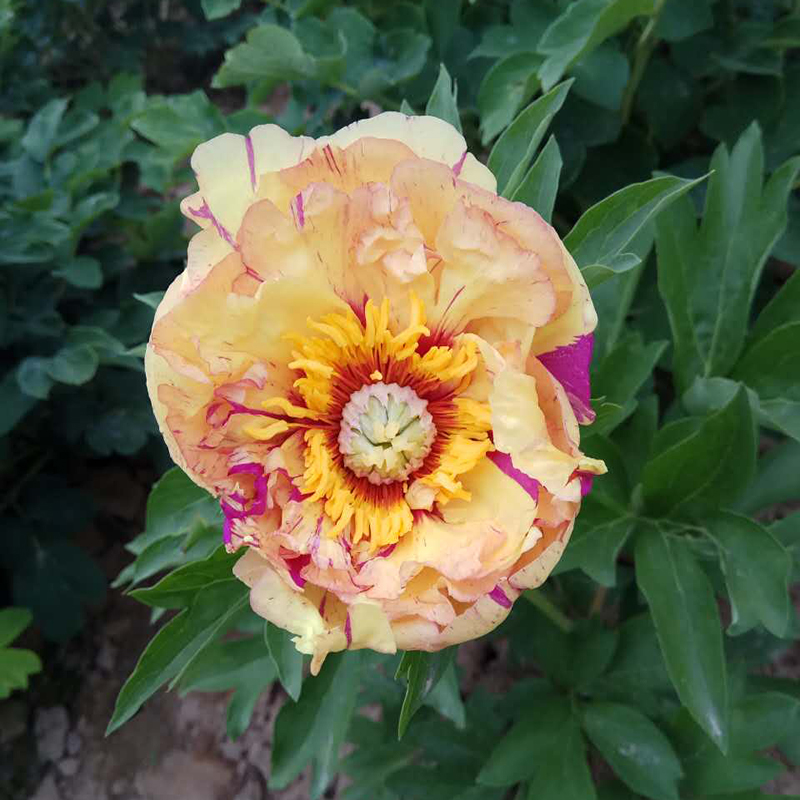 1年苗至5年苗观赏芍药