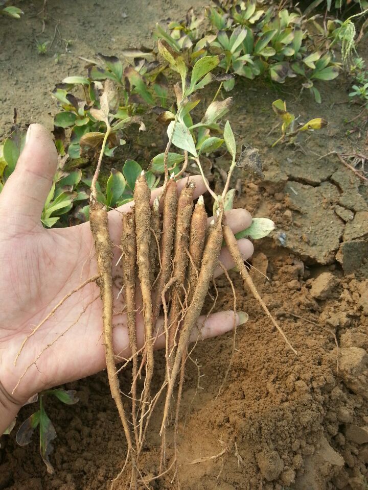 一级芍药种苗、白芍药苗价格