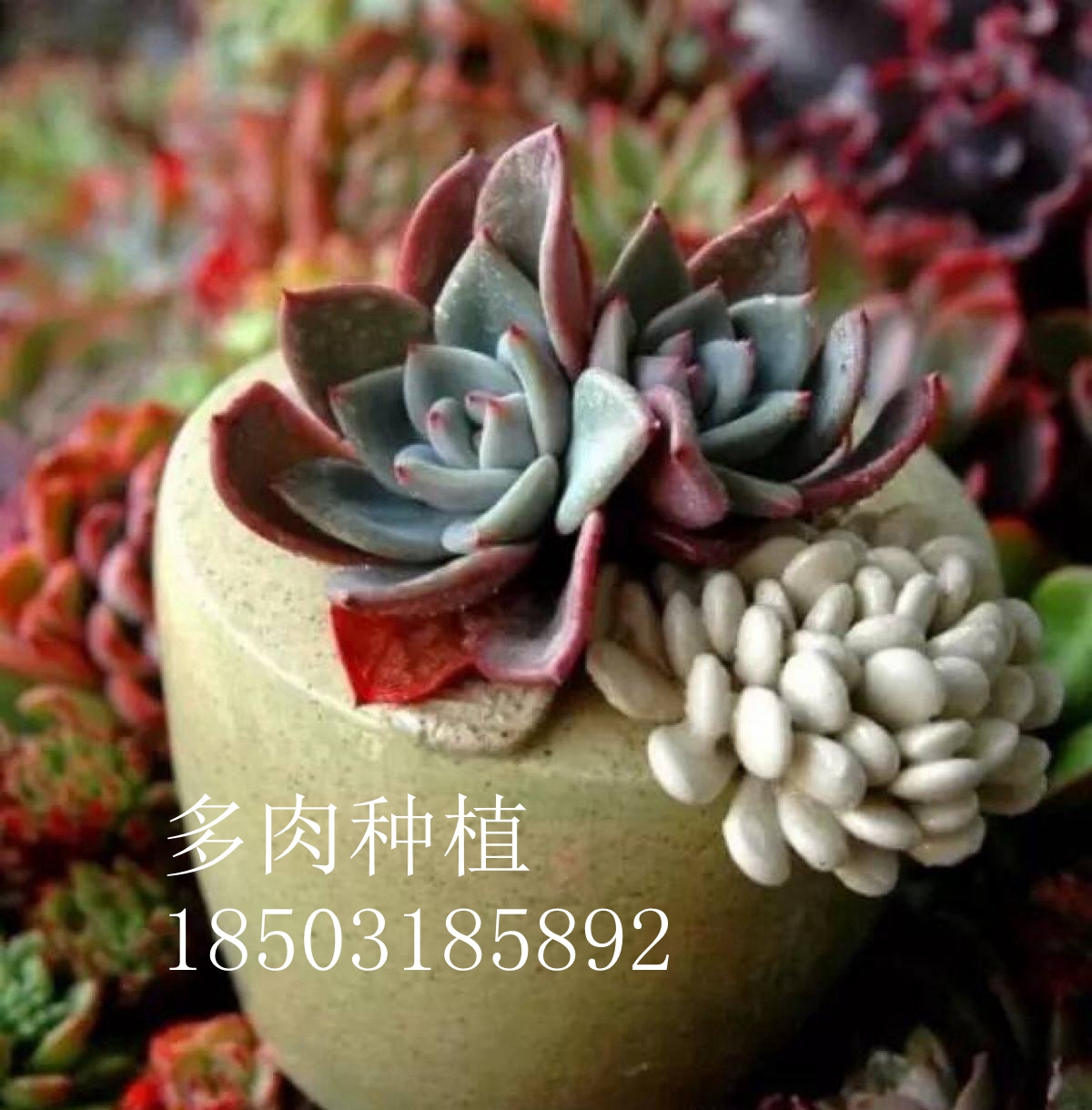 观光农业-多肉种植-植物界的萌宠-温室种植