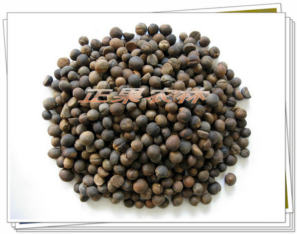 专业供应油茶籽