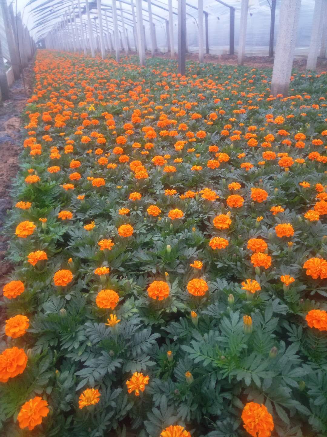 时令花卉长春花草花基地长春花供应四季草花