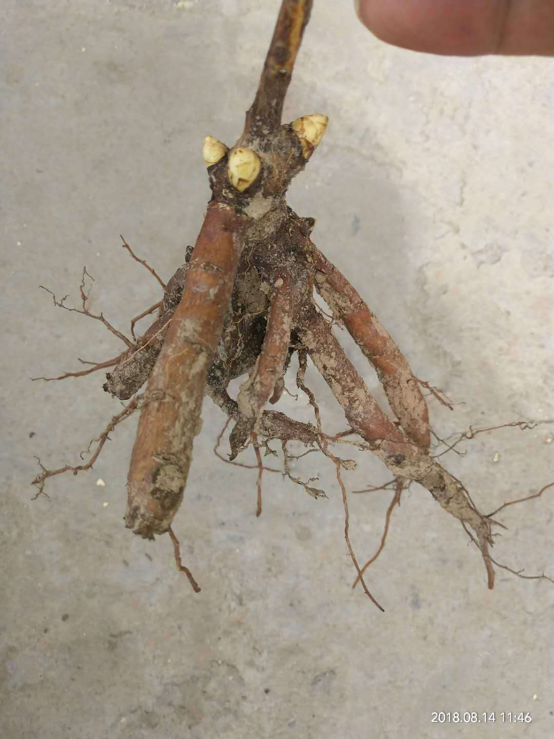 观赏芍药苗多色系优质芍药种苗