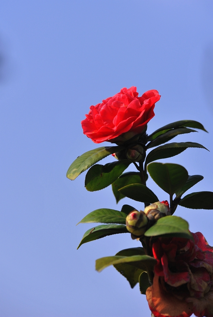 茶花图片