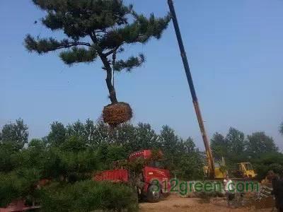 松树移植的过程