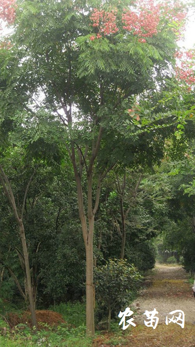 黄山栾树.jpg 黄山栾树.jpg