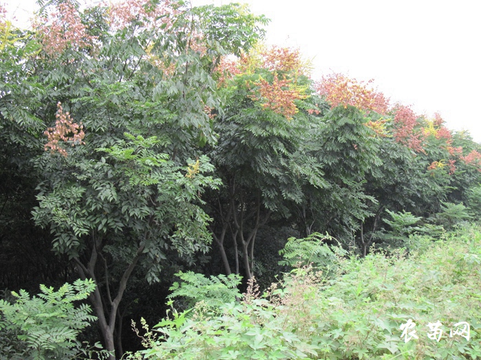黄山栾树1.JPG 黄山栾树1.JPG