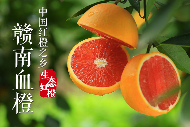 香晚橙苗 红心橙苗 本公司销售 赣南脐橙苗,塔罗科血橙苗,红玉血橙苗