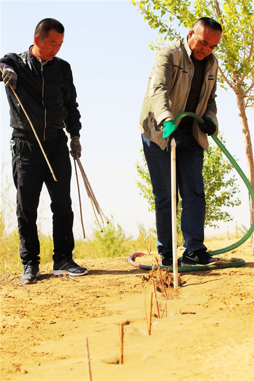 张喜旺(右)正在水冲沙柳的方法种植沙柳