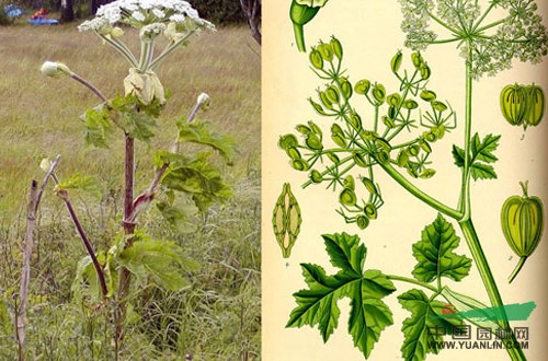 特指:白芷,香草名,也叫"辟芷",幽香的芷草,中医学上以根入药.