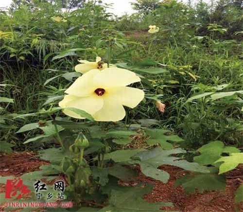 植物熊猫金花葵在湖南宁乡试种成功