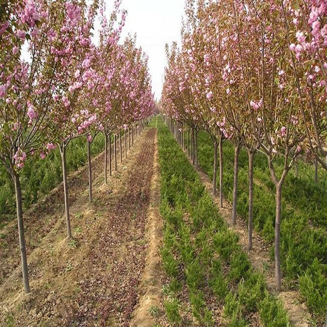 绿化树苗樱花树苗庭院美化树苗