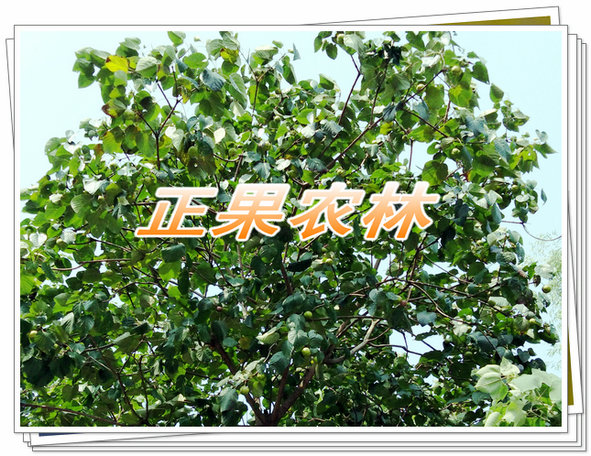 涓夊勾妗? (9).jpg