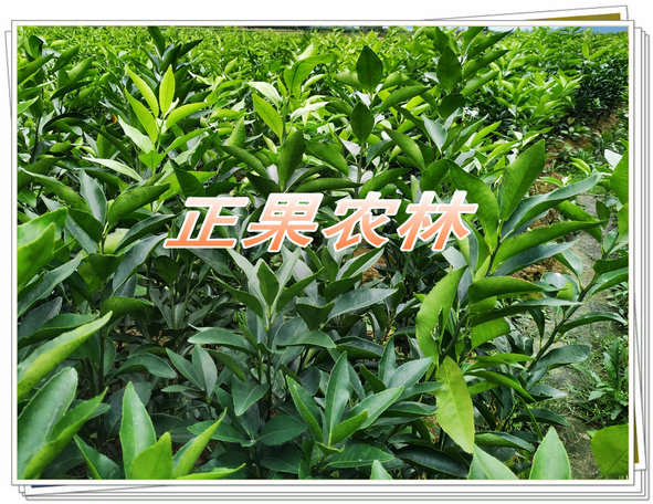 娌冩煈. (12).jpg