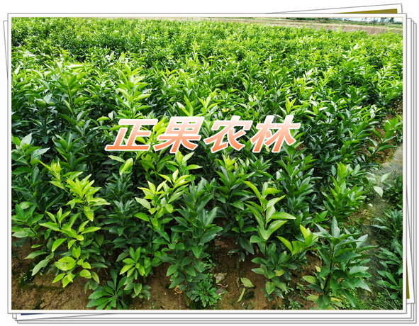 娌冩煈. (10).jpg