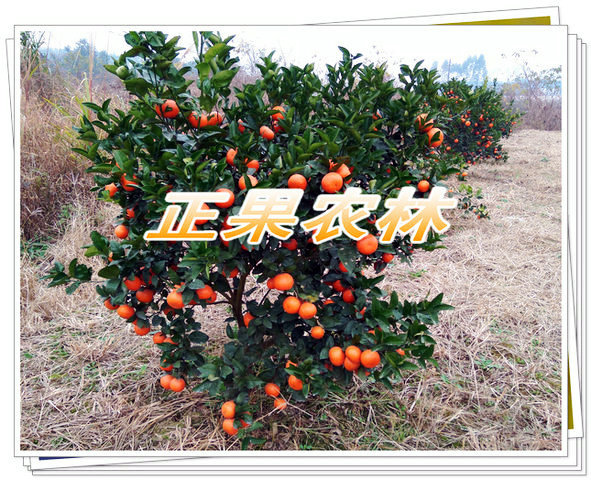 娌冩煈. (1).jpg