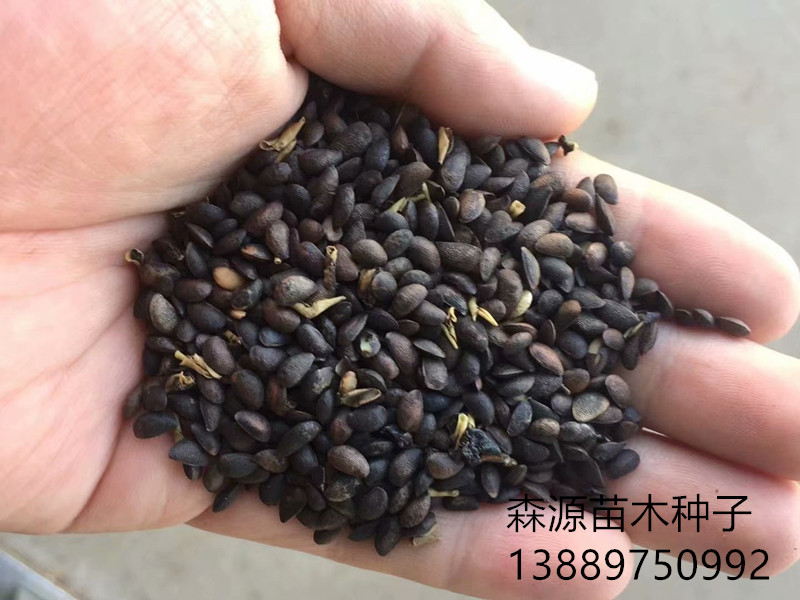 黄菠萝新1右下角.jpg 黄菠萝新1右下角.jpg