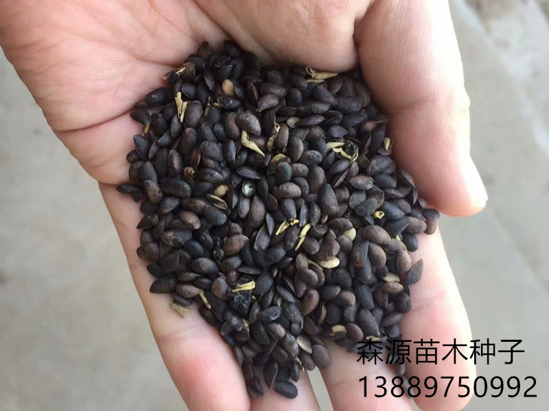 黄菠萝新3右下角.jpg 黄菠萝新3右下角.jpg