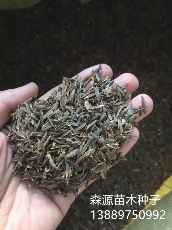 小叶丁香2右下角.jpg 小叶丁香2右下角.jpg