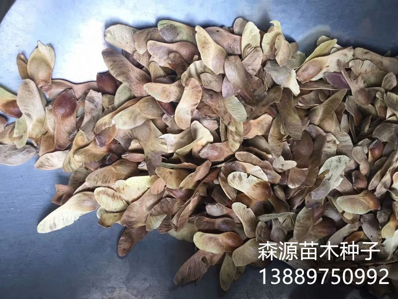 五角枫种子1右下角.jpg 五角枫种子1右下角.jpg