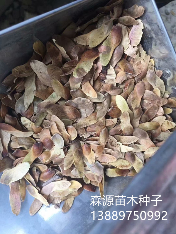 五角枫种子2右下角.jpg 五角枫种子2右下角.jpg