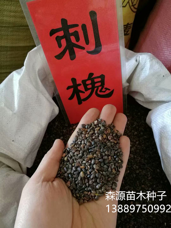 刺槐旧1右下角.jpg 刺槐旧1右下角.jpg