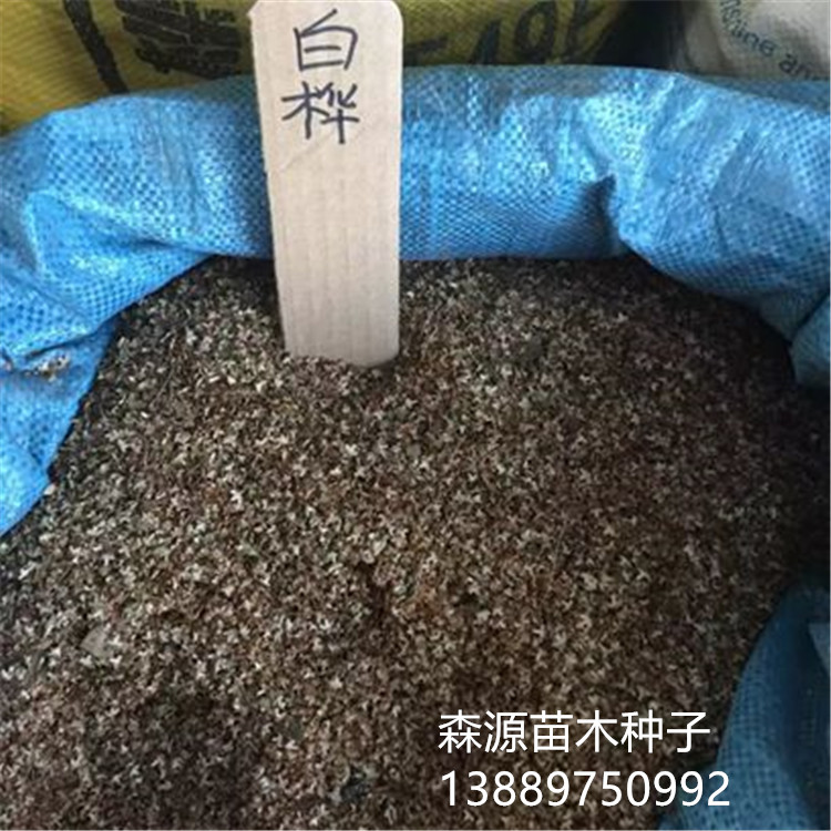 白桦右下角.jpg 白桦右下角.jpg