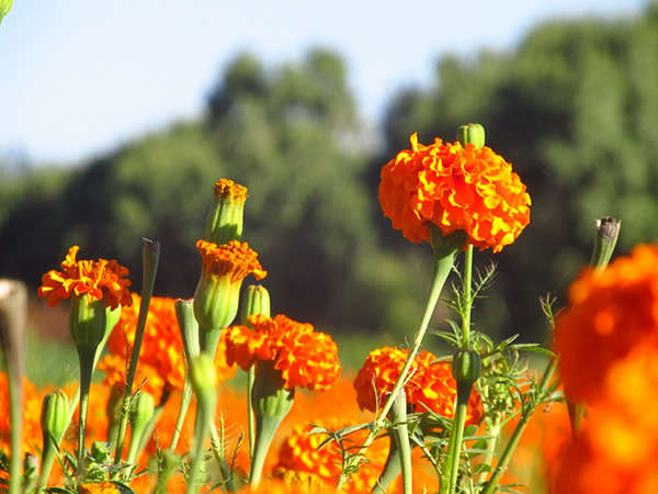 万寿菊花.jpg 万寿菊花.jpg