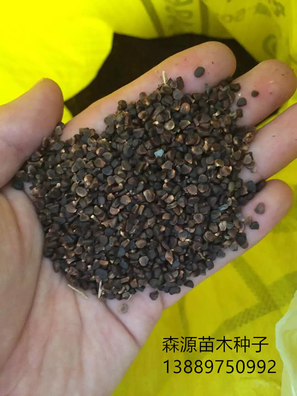 马莲旧1右下角.jpg 马莲旧1右下角.jpg