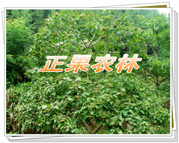 千年桐 (25).jpg 千年桐 (25).jpg